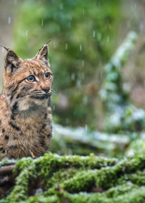 Mehdi ACHECHE Lynx Boréal