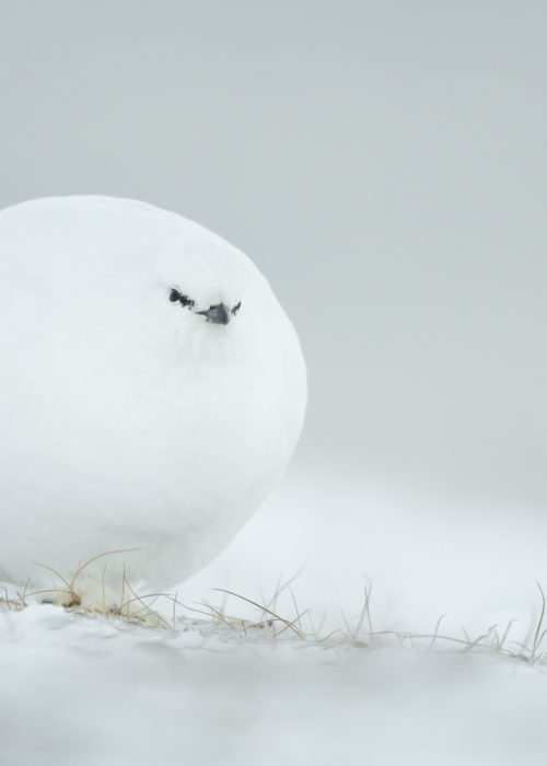 Poulard Jacques La poule de neige